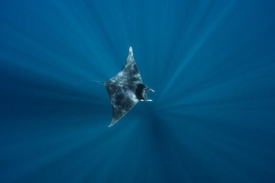 View of a manta ray swimming gracefully through the deep blue waters of the Gulf of California with sunlight filtering down from the surface in La Ventana, Baja California Sur, Mexico.