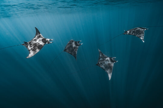 View of a group of mobula rays swimming through the deep blue water with sunlight filtering from above in the Gulf of California, La Ventana, Baja California Sur, Mexico.