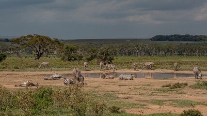 Fototapeta premium Zebras grazing in groups at sunset in Mara triangle during migration season
