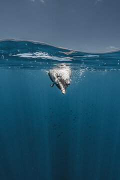 View of a dolphin swimming near the surface in the Gulf of California, La Ventana, Baja California Sur, Mexico.