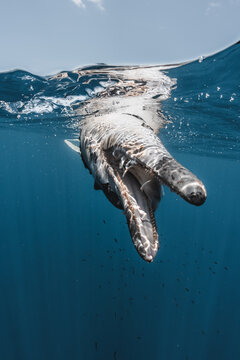 View of a dolphin surfacing in the clear blue waters of the Gulf of California, La Ventana, Baja California Sur, Mexico.