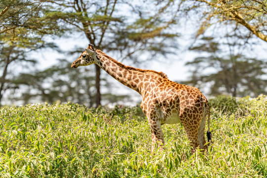 Full length portrait of a majestic reticulated giraffe standing among acacia trees in the african