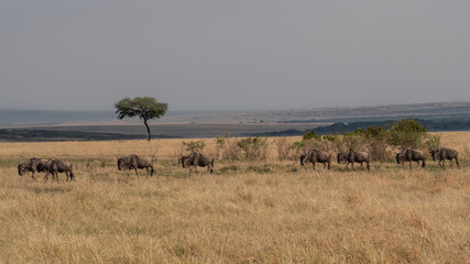 Fototapeta premium Wildebeest migration, Serengeti National Park, Tanzania, Africa