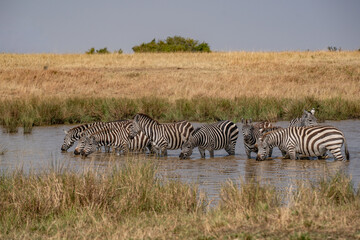 Fototapeta premium Zebras grazing in groups at sunset in Mara triangle during migration season
