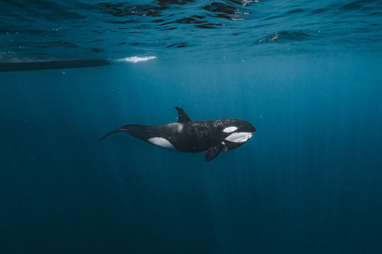 View of an orca swimming in the deep blue waters of the Gulf of California La Ventana, Baja California Sur, Mexico.