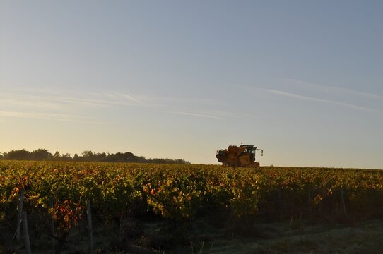 early morning view in the vineyards of M&eacute;doc Bordeaux Gironde with harvesting machine driving in the rows of vines blue sky Gironde, France
