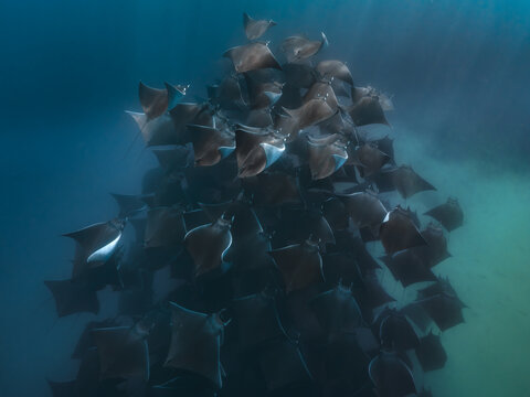 View of a large school of mobula rays swimming in a dense formation in the deep blue waters of the Gulf of California, La Ventana, Baja California Sur, Mexico.