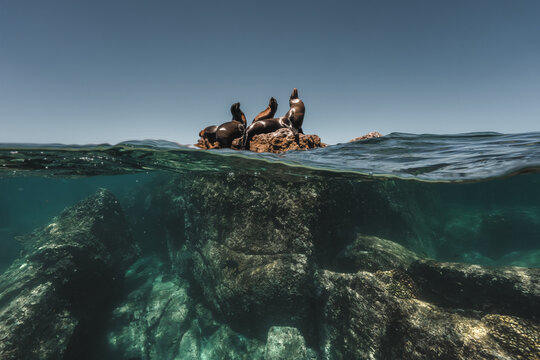View of sea lions resting on a rock in the Gulf of California with a split-level perspective showing the underwater reef and clear blue sky in La Ventana, Baja California Sur, Mexico.