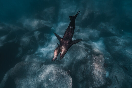 View of sea lions swimming gracefully near the rocky seabed of the Gulf of California in La Ventana, Baja California Sur, Mexico.
