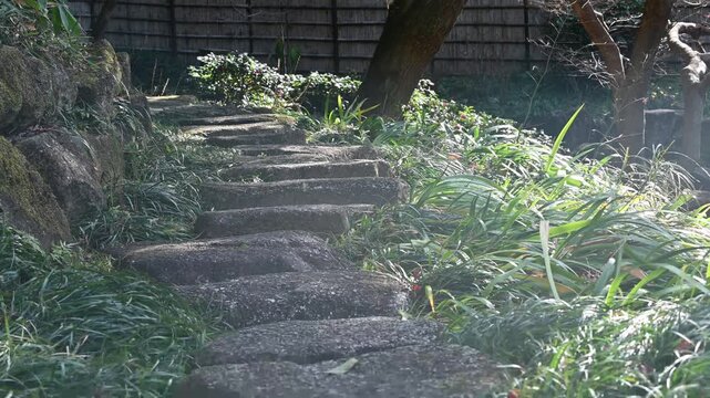 日本庭園の苔むした石段と木漏れ日