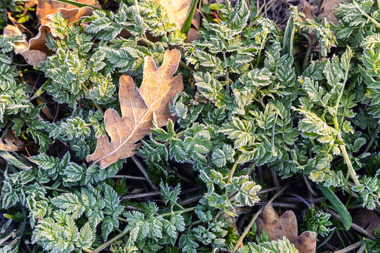 Frosted green foliage and fallen oak leaf glow in cold morning sunlight after first autumn freeze. Delicate ice crystals cover plants, highlighting crisp texture, seasonal change and chilly weather