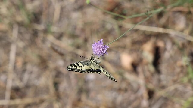video al rallentatore con vista macro di un bellissimo esemplare di farfalla macaone (Papilio machaon) sopra un fiore di color rosa-viola chiaro, di giorno, in un ambiente naturale, in estate