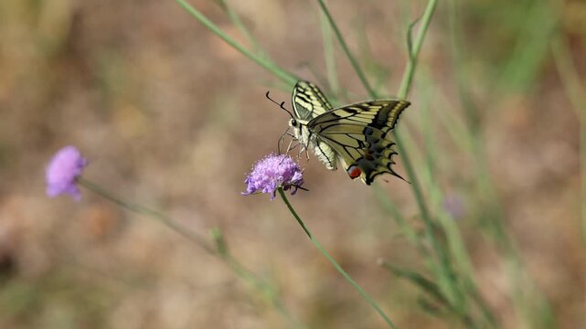 video al rallentatore con vista macro di un bellissimo esemplare di farfalla macaone (Papilio machaon) sopra un fiore di color rosa-viola chiaro, di giorno, in un ambiente naturale, in estate