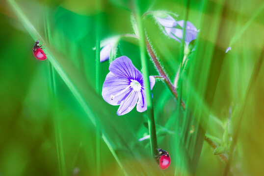 Veronica chamaedrys with crawling ladybugs in lush grass with summer sunlight . Beauty natural background