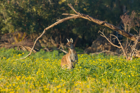 View of a kangaroo standing in a field of yellow wildflowers with a fallen tree branch in the background in Woodvale, Western Australia, Australia.