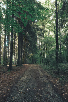 View of a dirt path winding through a dense forest with tall pine trees and dappled sunlight filtering through the canopy in Czech Republic.