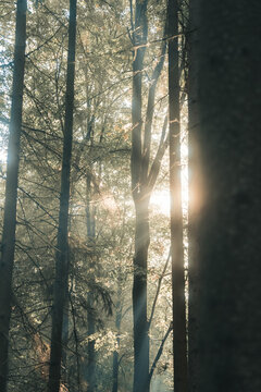 View of tall trees in a dense forest with golden sunlight filtering through the canopy and creating sun rays in the Czech Republic.