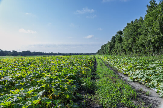 View of a lush pumpkin patch with vibrant green leaves and a dirt path stretching towards a line of trees under a clear blue sky in Wilmington, North Carolina, United States.