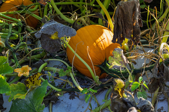 View of a vibrant orange pumpkin resting on the ground amidst tangled green vines and withered leaves in a farm field in Wilmington, North Carolina, United States.