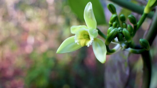 vanilla flowers that bloom in the morning