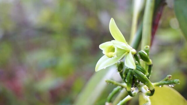 vanilla flowers that bloom in the morning