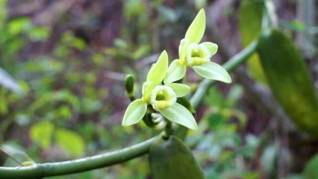 vanilla flowers that bloom in the morning