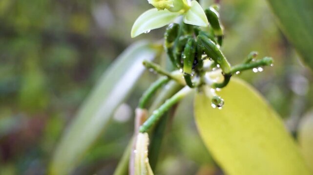 vanilla flowers that bloom in the morning