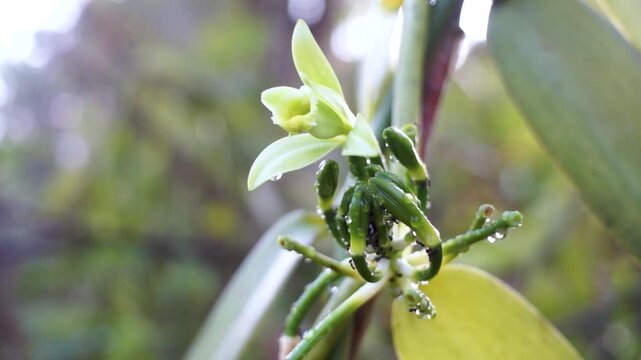 vanilla flowers that bloom in the morning