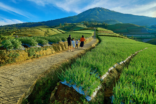 View of Sukomakmur terraced vegetable fields with a family walking along a dirt path under a clear blue sky in Kajoran, Central Java, Indonesia.