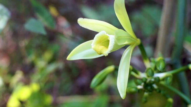 vanilla flowers that bloom in the morning