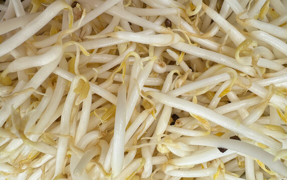 fresh organic bean sprouts background, healthy food ingredient.