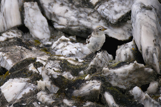 Snow Bunting (Plectrophenax nivalis) outgoing its nest in the rocks, Billefjorden, Spitsbergen, Svalbard archipelago, Norway