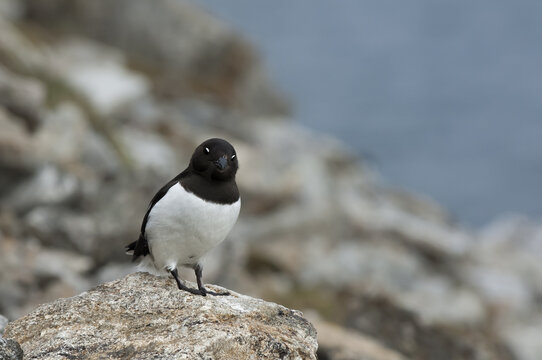 Little Auk (Alle Alle), Svalbard Archipelago, Arctic Norway