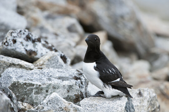 Little Auk (Alle Alle), Svalbard Archipelago, Arctic Norway