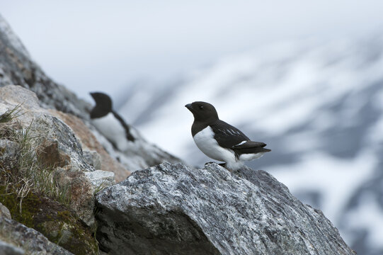 Little Auk (Alle Alle), Svalbard Archipelago, Arctic Norway