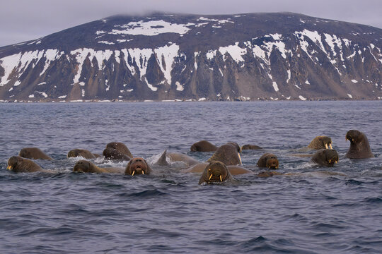 Large group of Walrus (Odobenus rosmarus) swimming, Parry Island, Svalbard Archipelago, Norway