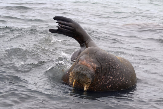 Walrus (Odobenus rosmarus) laying in shallow water, Smeerenburg, Amsterdam Island, Svalbard Archipelago, Norway