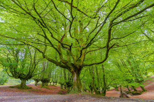 View of the ancient moss-covered beech trees in the Otzarreta Forest with vibrant green canopy and fallen autumn leaves on the ground in Basque Country, Spain.
