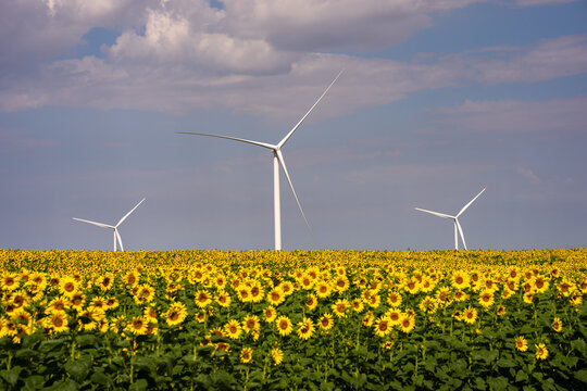 View of wind turbines standing in a vibrant field of sunflowers under a blue sky with scattered clouds in Spain.