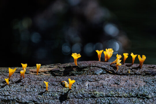 Beautiful fungi on a submerged log at Fisheating Creek, Florida.