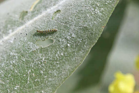 Macro image of a Mullein caterpillar on a Mullein leaf, Derbyshire England
