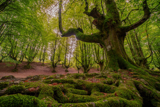 View of an ancient moss-covered tree with gnarled roots in a lush forest in Spain.