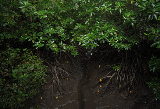 View of mangrove forest with intricate root systems and lush green foliage in the mud of Indonesia.