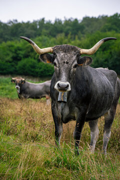 View of a grey cow with long horns and a bell around its neck standing in a grassy field with another cow in the background in Spain.