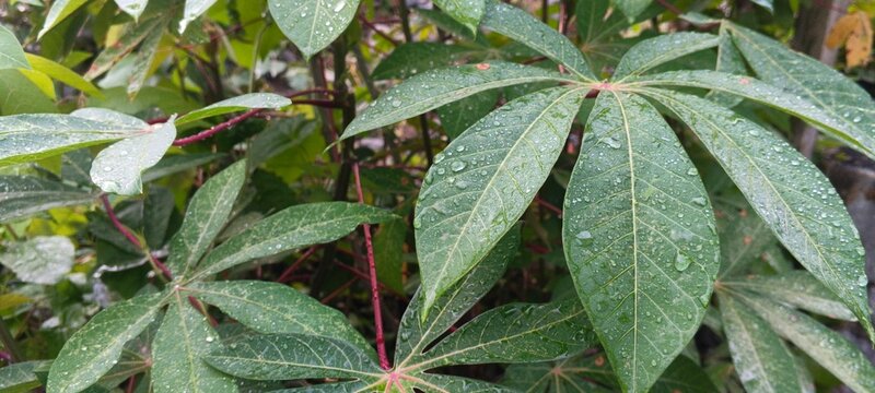 Fresh green cassava leaves covered with water drop lets after rain in the garden.