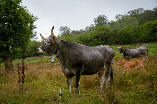 View of a grey cow with a bell grazing in a grassy field with another cow and a calf nearby under an overcast sky, Spain.