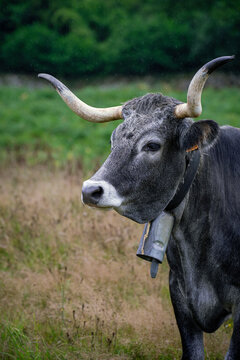 View of a grey cow with long horns and a cowbell standing in a grassy field in Spain.