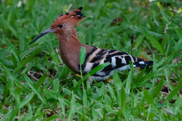 Eurasian hoopoe bird with beautiful crest foraging on green lawn. © NoonVirachada