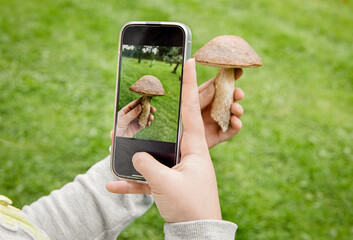 Obraz premium Close-up view of a child’s hands holding a smartphone and taking a photo of mushroom outdoors in autumn. Mushroom identification app concept. The mushroom is identified as a edible birch bolete.