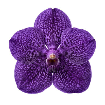 Purple vanda orchid flower isolated on transparent background